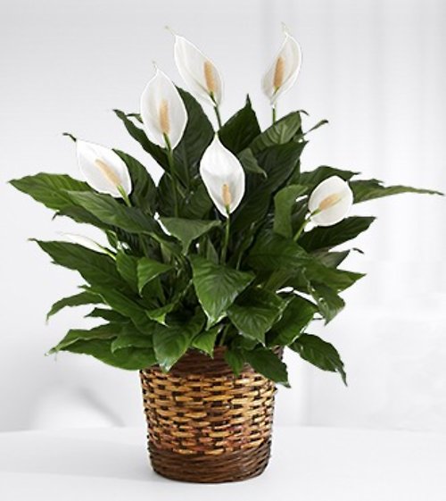 Funeral Floral Arrangements